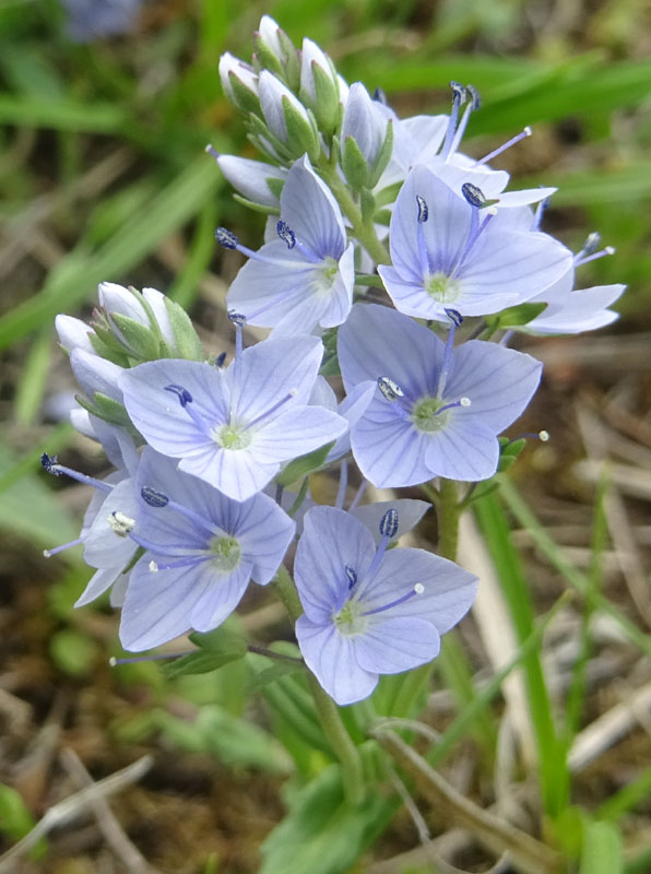 Veronica prostrata L. (Plantaginaceae)